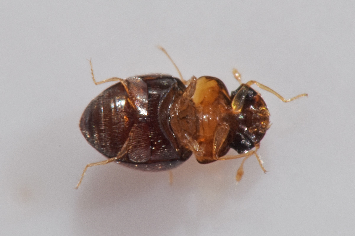 Clambidae: cfr. Clambus sp.